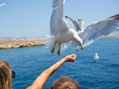 otac-roko-izlet-blago-otok-galebova